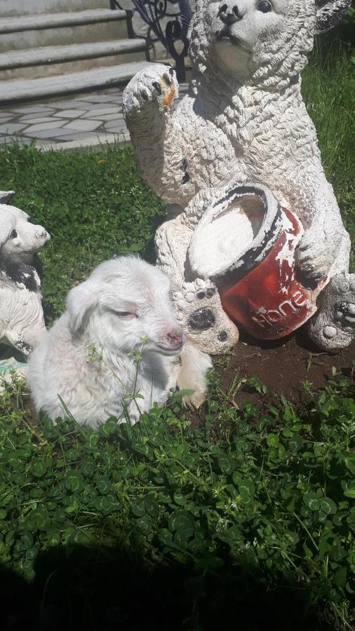 Villa Tamarisi Rokiti Bagian luar foto