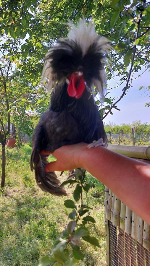 Villa Tamarisi Rokiti Bagian luar foto